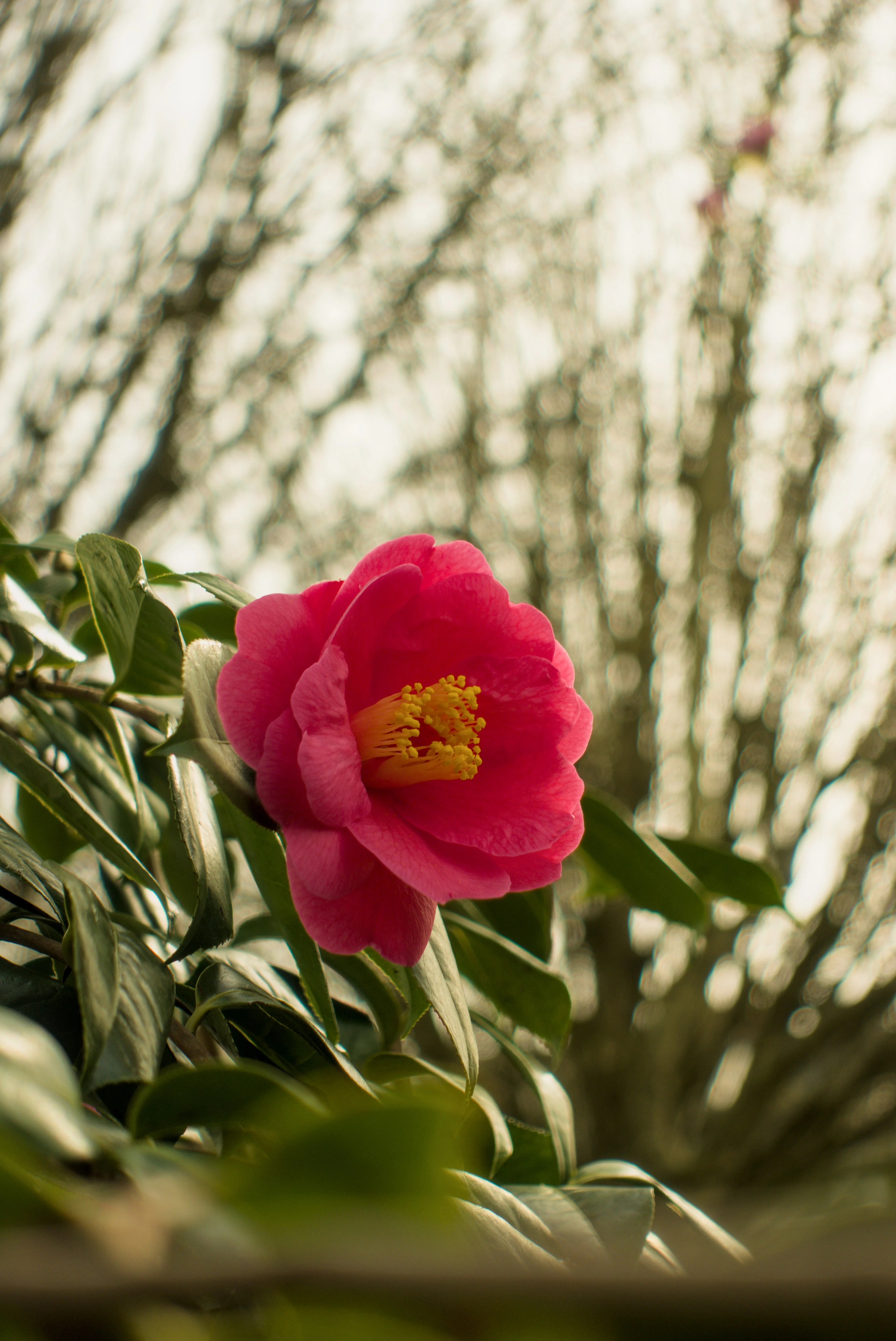 Fleur #8