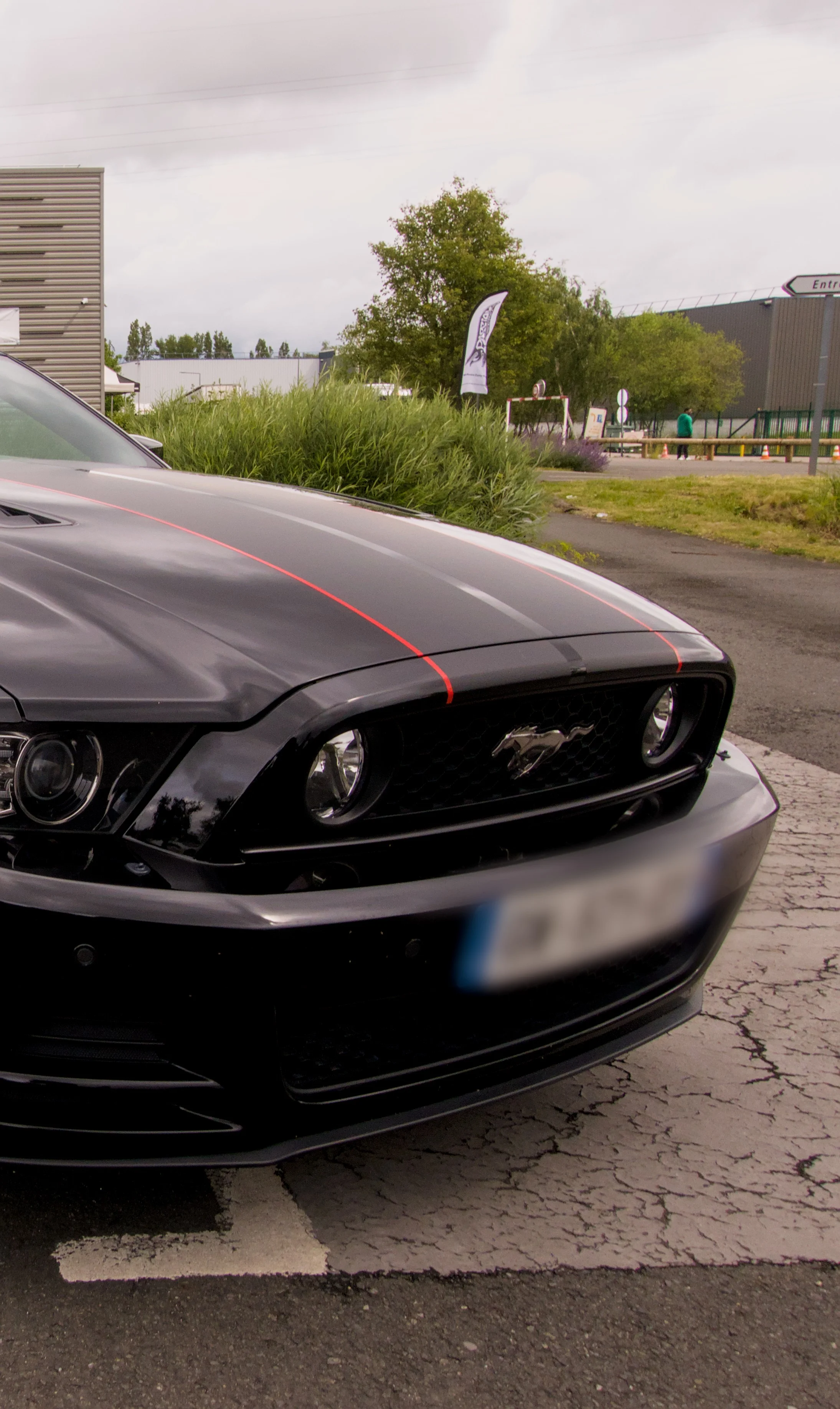 Mustang #3